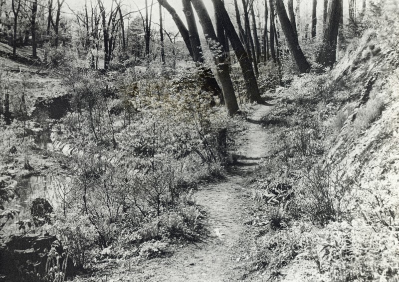 Unidentified garden or park, c1920.