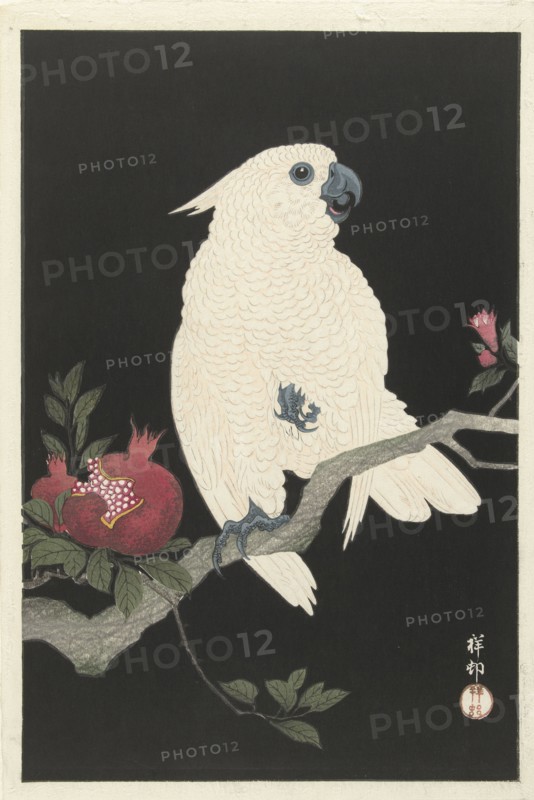 Cockatoo and pomegranate, 1925-1936. Private Collection.