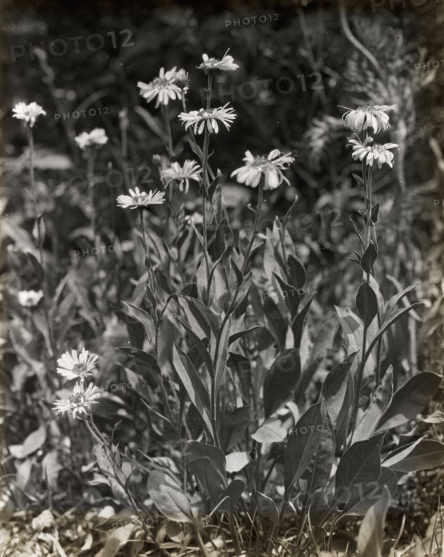 Aster (aster), between 1915 and 1935.