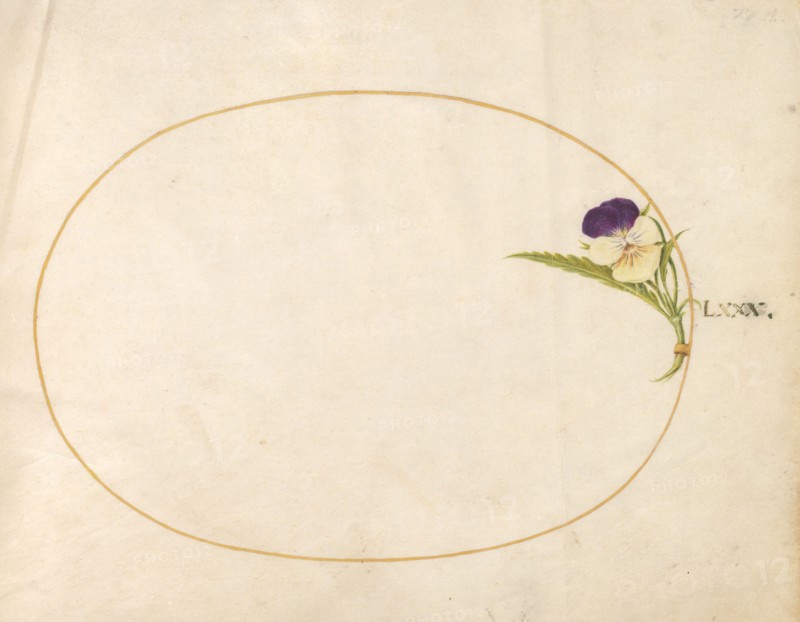 Plate 80: Purple and Yellow Viola, c. 1575/1580.