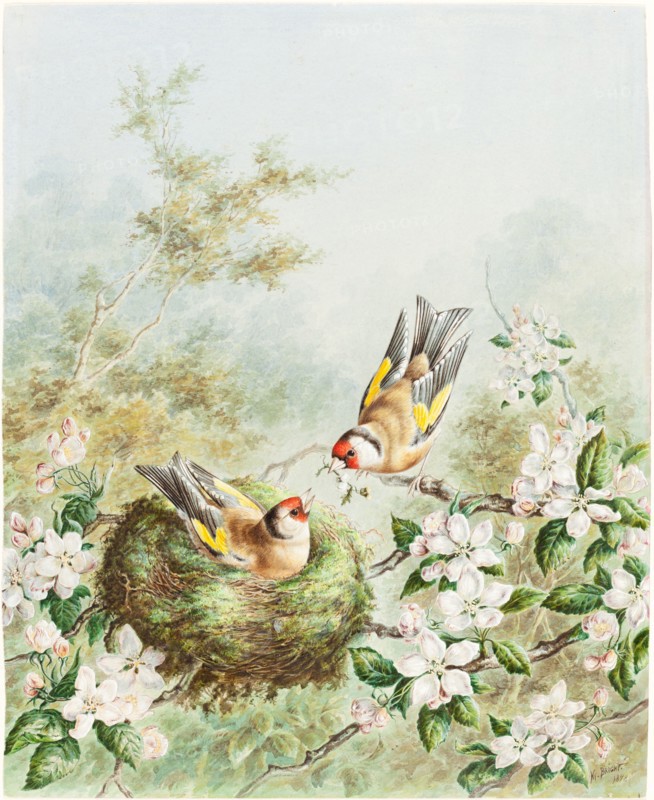 Gold Finches and Their Nest in an Apple Tree, 1878.