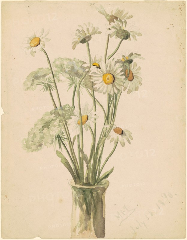 Daisies and Queen Anne's Lace, 1890.