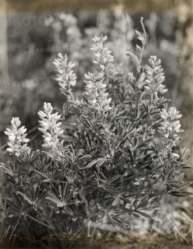 Lupin (lupinus), between 1915 and 1935.