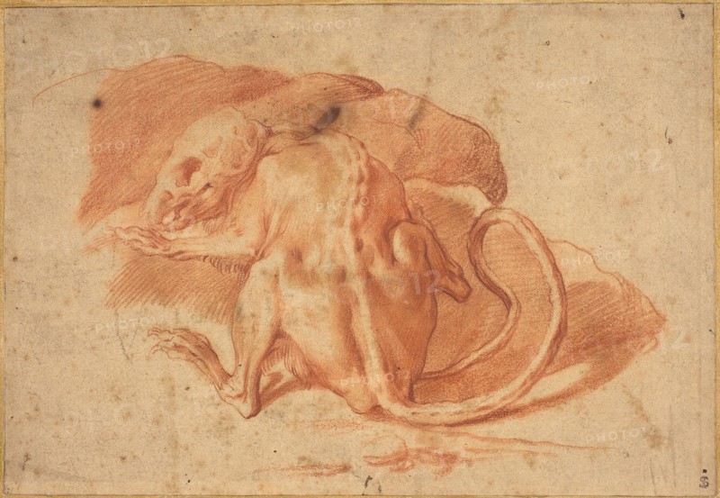 A Partially Skinned Rat, late 16th or early 17th century.