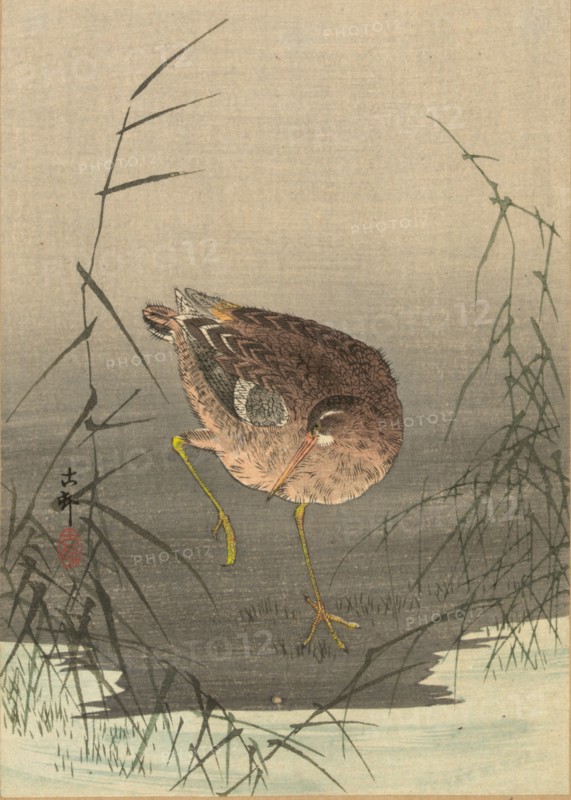A snipe in a marsh, Between 1900 and 1915. Private Collection.