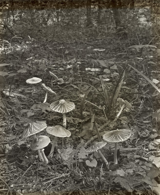 Woodland mushrooms, between 1915 and 1935.