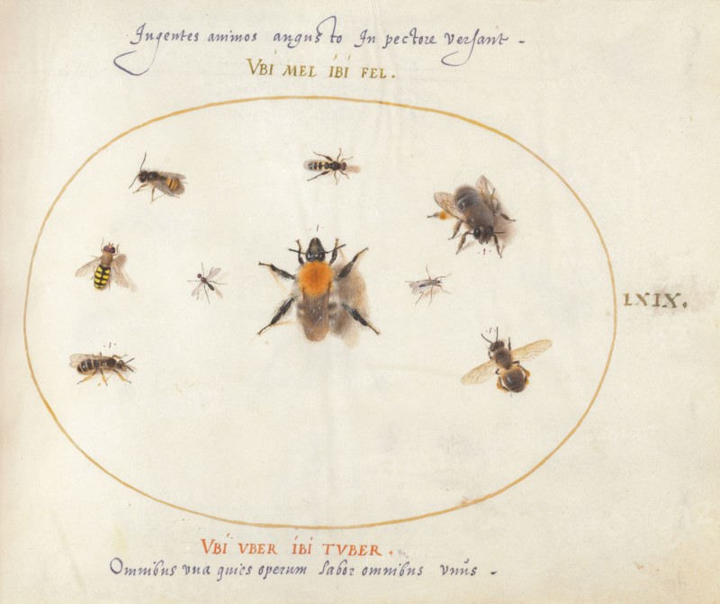Plate 69: Nine Bees and Other Insects, c. 1575/1580.