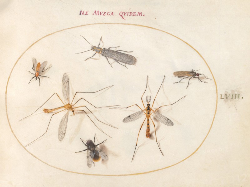 Plate 58: A Bee and Five Other Insects, c. 1575/1580.