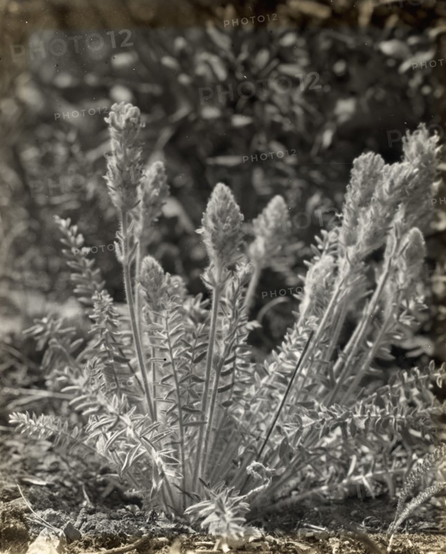 Wildflowers in bloom, between 1915 and 1935.
