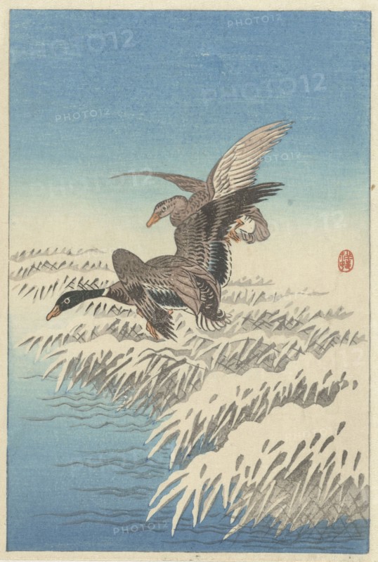 Flock of ducks flying above snowy reed collar. Private Collection.