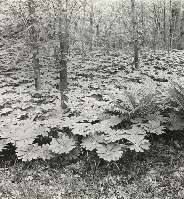 Mayapple (podophyllum), between 1915 and 1935.