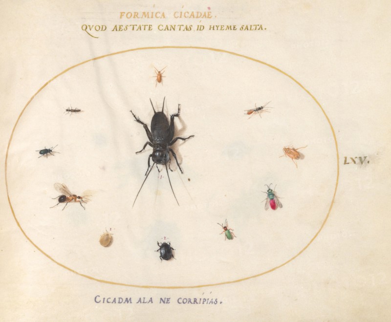 Plate 65: A Cricket Surrounded by Insects, c. 1575/1580.