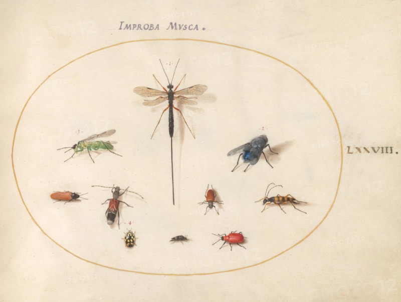 Plate 78: Ten Insects, Including a Blue Fly, c. 1575/1580.