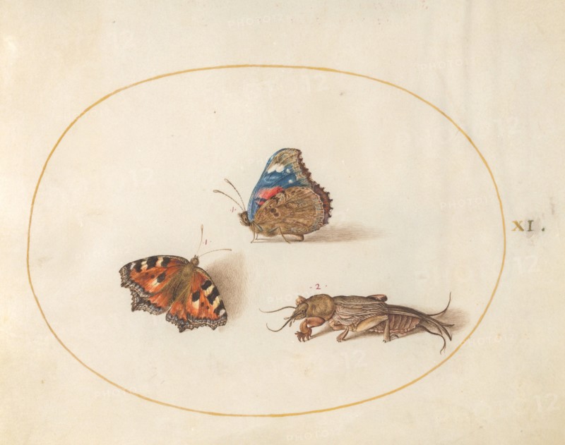 Plate 11: Two Butterflies and a Mole Cricket, c. 1575/1580.