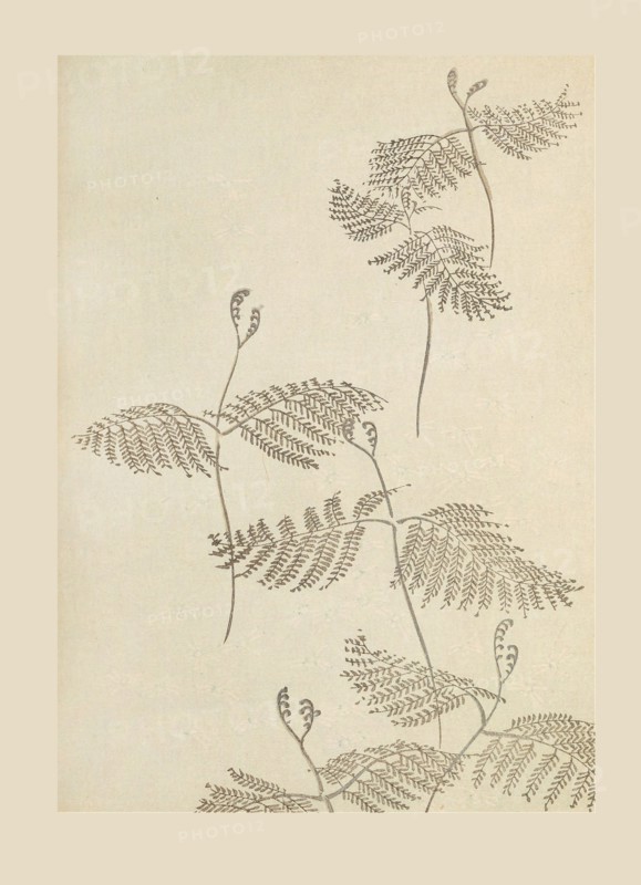 Illustration from "Shin bijutsukai", 1901-1902. Creators: Sekka, Kamisaka (1866-1942), Korin, Furuya (1875-1910)