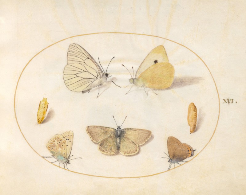 Plate 16: Five Butterflies and Two Chrysalides, c. 1575/1580.