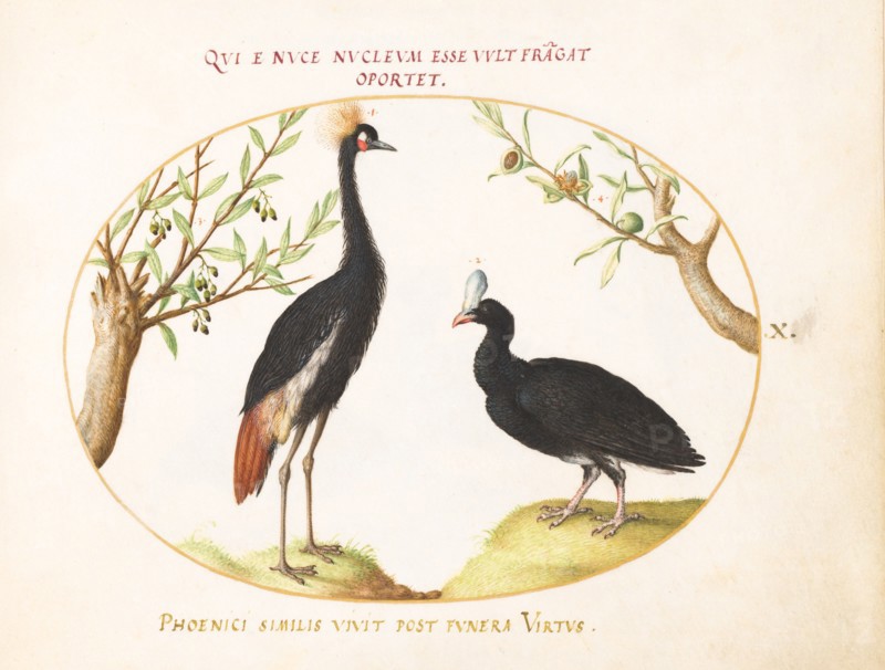 Animalia Volatilia et Amphibia (Aier): Plate X, c. 1575/1580.