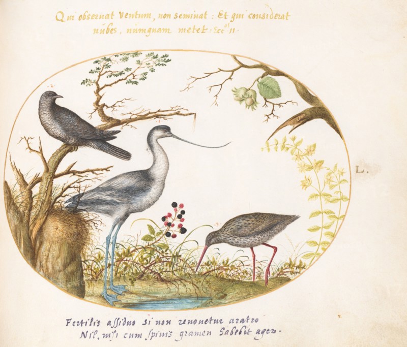 Animalia Volatilia et Amphibia (Aier): Plate L, c. 1575/1580.