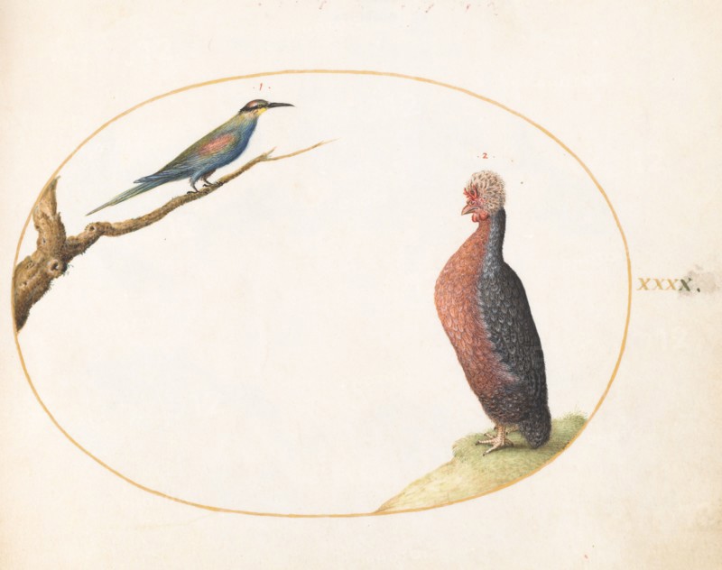 Animalia Volatilia et Amphibia (Aier): Plate XL, c. 1575/1580.