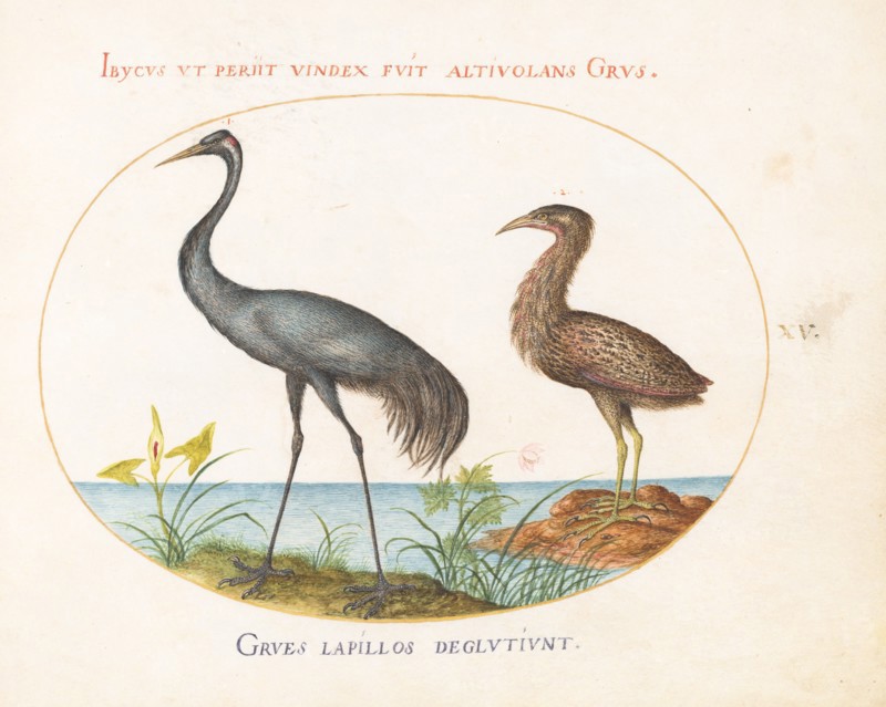 Animalia Volatilia et Amphibia (Aier): Plate XV, c. 1575/1580.