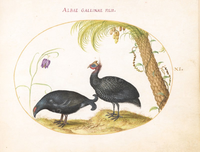 Animalia Volatilia et Amphibia (Aier): Plate XI, c. 1575/1580.