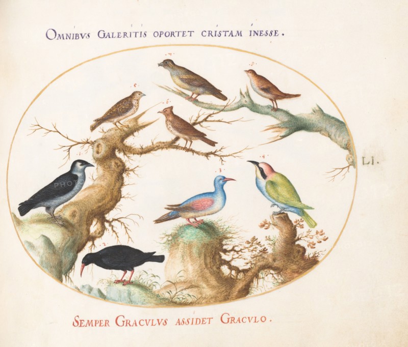 Animalia Volatilia et Amphibia (Aier): Plate LI, c. 1575/1580.