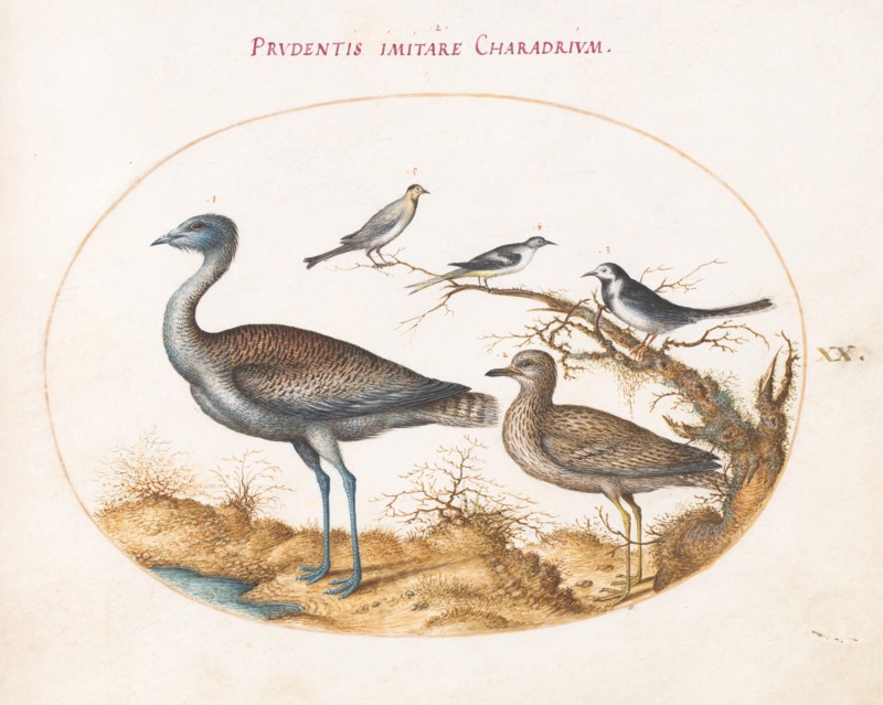Animalia Volatilia et Amphibia (Aier): Plate XX, c. 1575/1580.