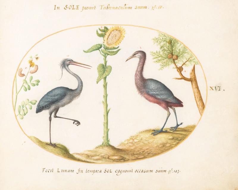 Animalia Volatilia et Amphibia (Aier): Plate XVI, c. 1575/1580.