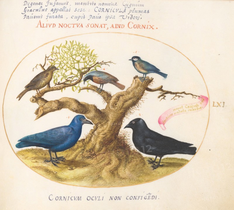Animalia Volatilia et Amphibia (Aier): Plate LXI, c. 1575/1580.