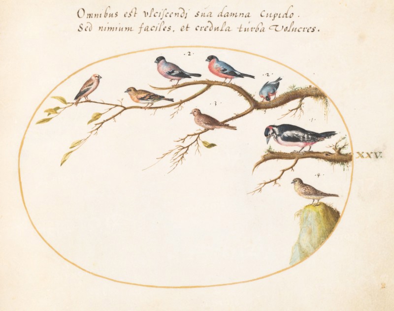 Animalia Volatilia et Amphibia (Aier): Plate XXV, c. 1575/1580.