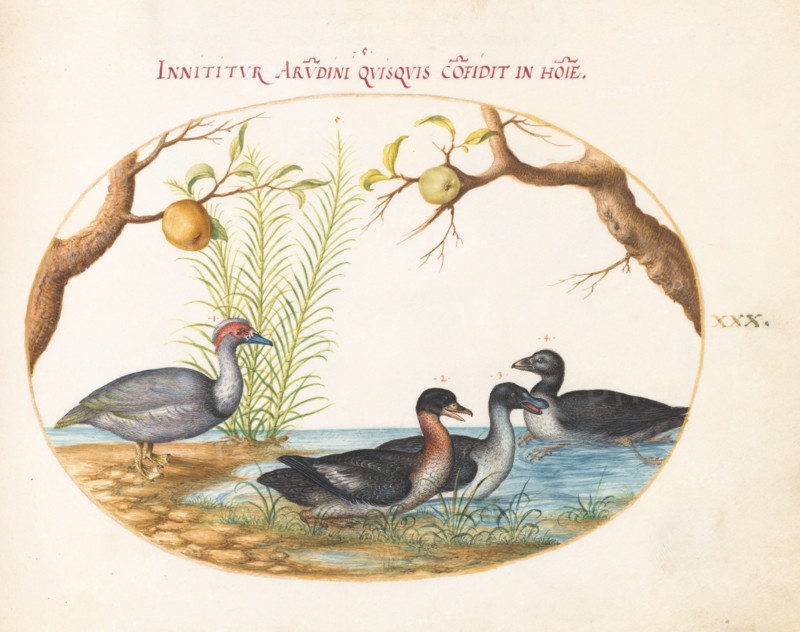 Animalia Volatilia et Amphibia (Aier): Plate XXX, c. 1575/1580.