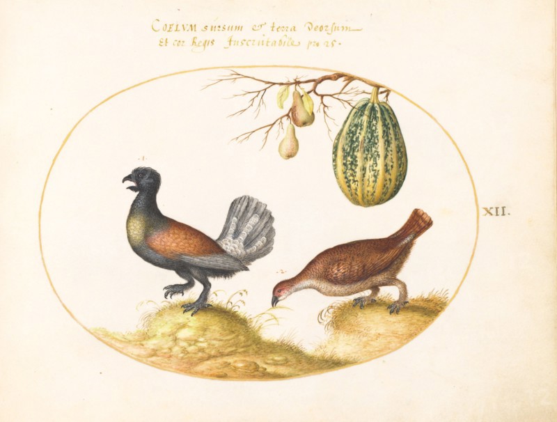 Animalia Volatilia et Amphibia (Aier): Plate XII, c. 1575/1580.