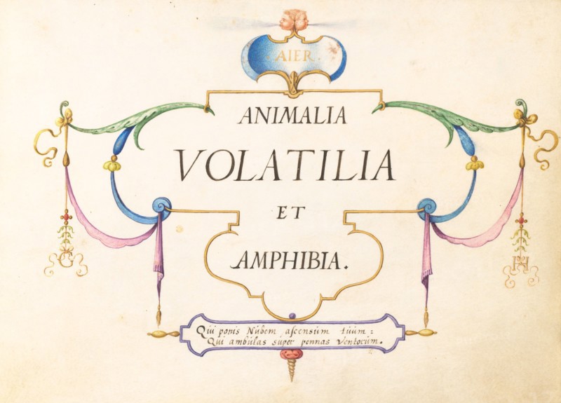 Animalia Volatilia et Amphibia (Aier): Title Page, c. 1575/1580.