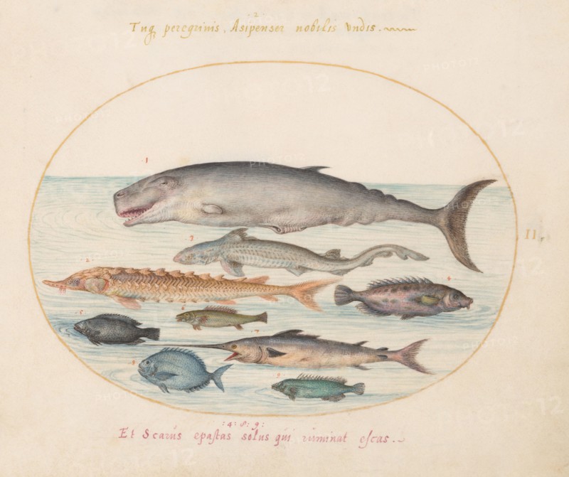 Animalia Aqvatilia et Cochiliata (Aqva): Plate II, c. 1575/1580.