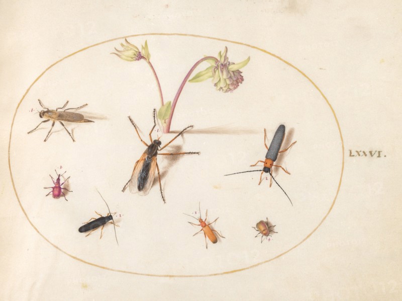 Plate 76: Insects with a Pink and Cream Columbine, c. 1575/1580.