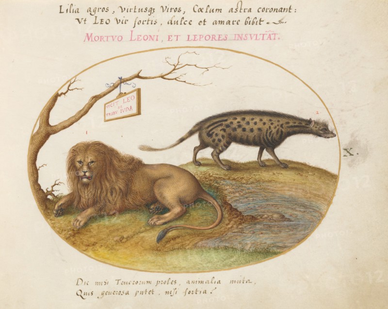 Animalia Qvadrvpedia et Reptilia (Terra): Plate X, c. 1575/1580.