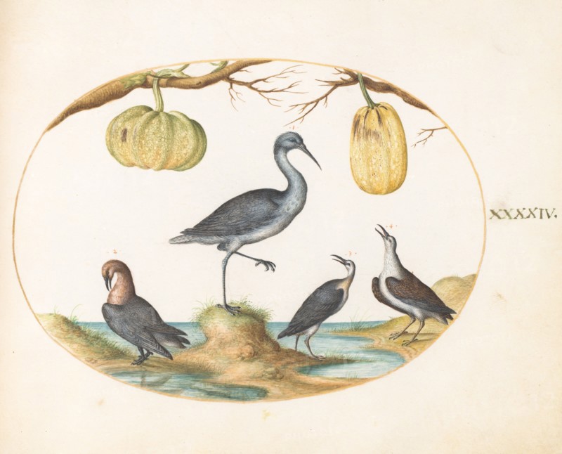 Animalia Volatilia et Amphibia (Aier): Plate XLIV, c. 1575/1580.