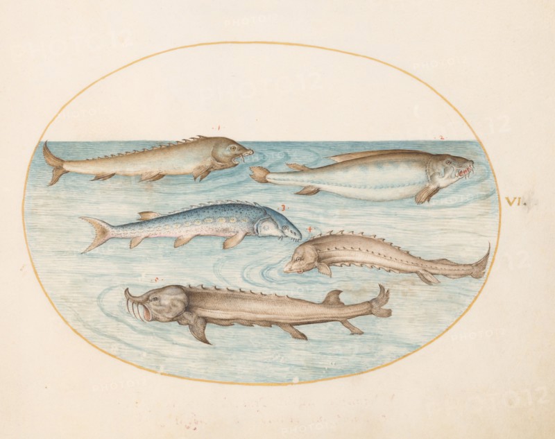 Animalia Aqvatilia et Cochiliata (Aqva): Plate VI, c. 1575/1580.