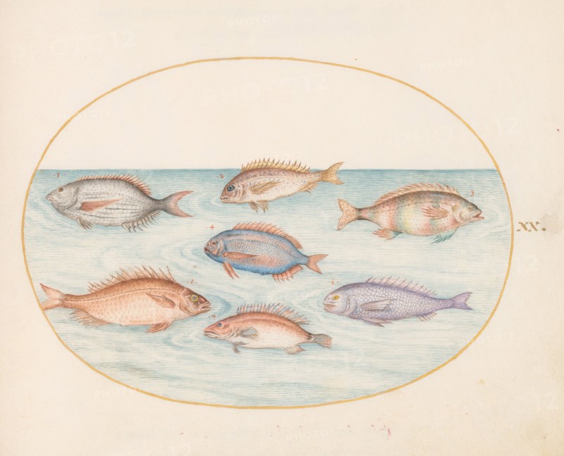 Animalia Aqvatilia et Cochiliata (Aqva): Plate XX, c. 1575/1580.