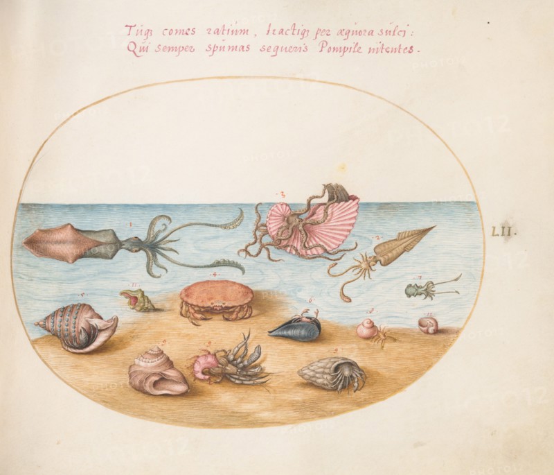 Animalia Aqvatilia et Cochiliata (Aqva): Plate LII, c. 1575/1580.