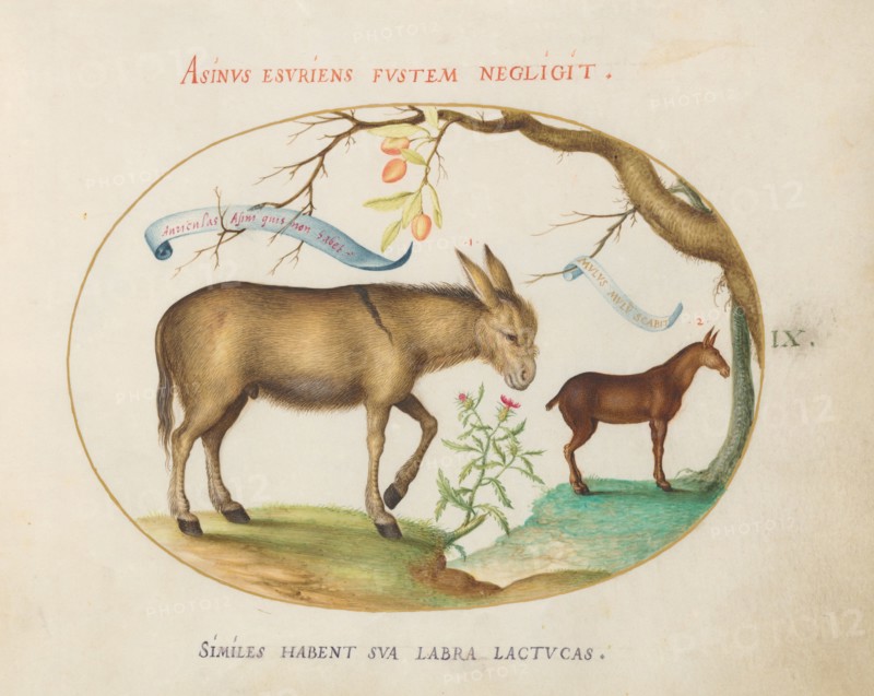 Animalia Qvadrvpedia et Reptilia (Terra): Plate IX, c. 1575/1580.