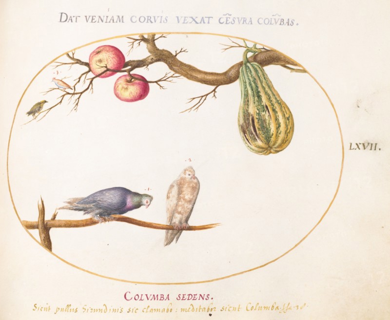 Animalia Volatilia et Amphibia (Aier): Plate LXVII, c. 1575/1580.