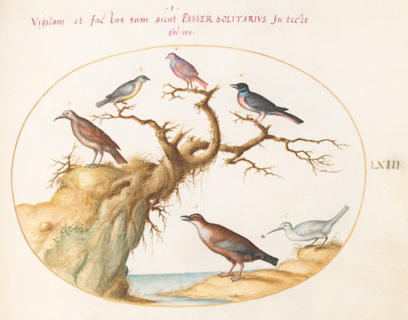 Animalia Volatilia et Amphibia (Aier): Plate LXIII, c. 1575/1580.