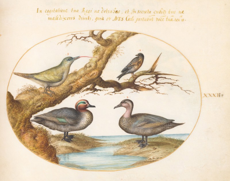 Animalia Volatilia et Amphibia (Aier): Plate XXXII, c. 1575/1580.