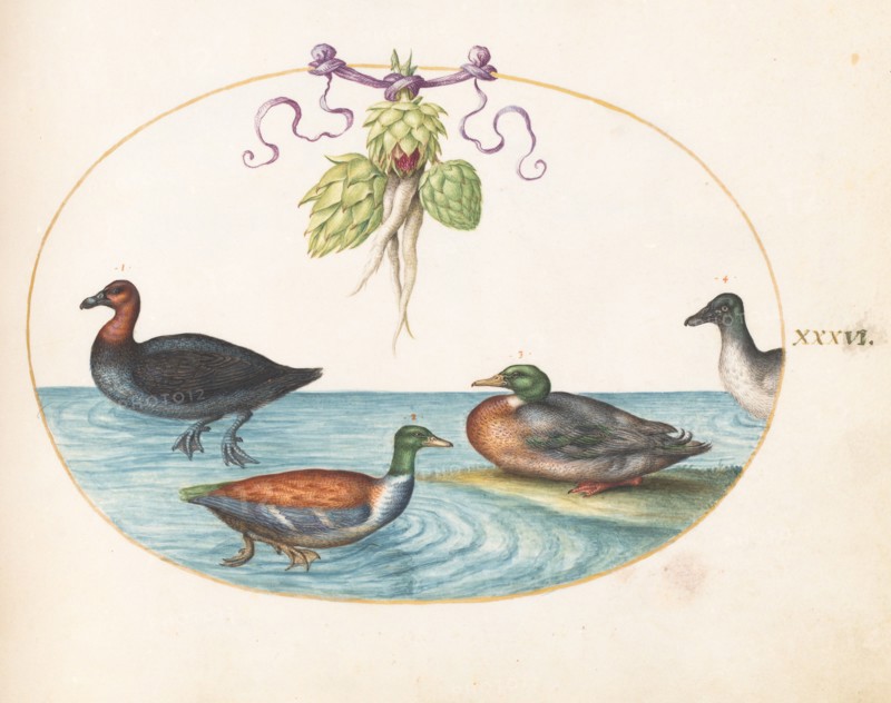 Animalia Volatilia et Amphibia (Aier): Plate XXXVI, c. 1575/1580.