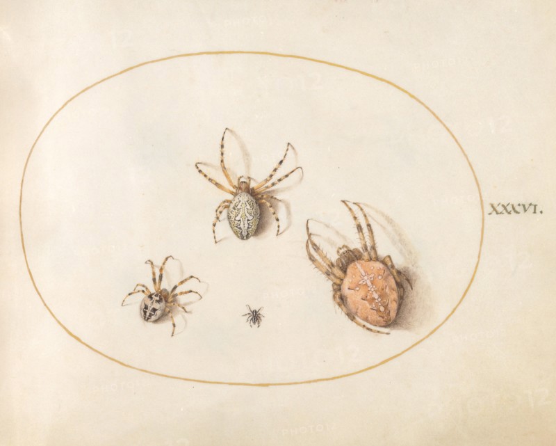 Plate 36: Three Large Spiders and One Small Spider, c. 1575/1580.
