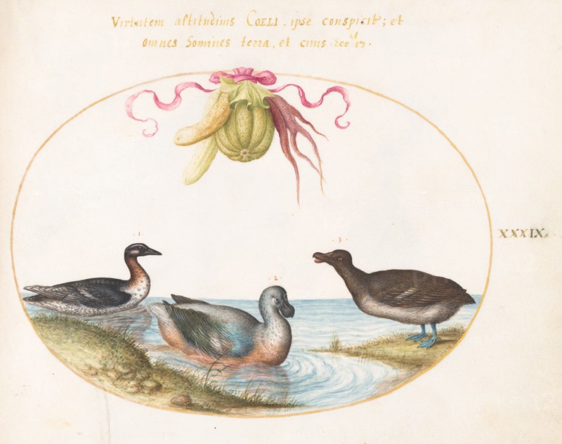 Animalia Volatilia et Amphibia (Aier): Plate XXXIX, c. 1575/1580.