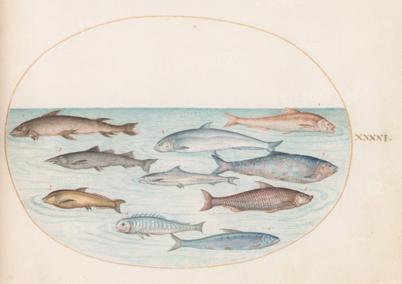 Animalia Aqvatilia et Cochiliata (Aqva): Plate XLI, c. 1575/1580.