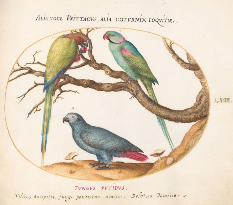 Animalia Volatilia et Amphibia (Aier): Plate LVIII, c. 1575/1580.