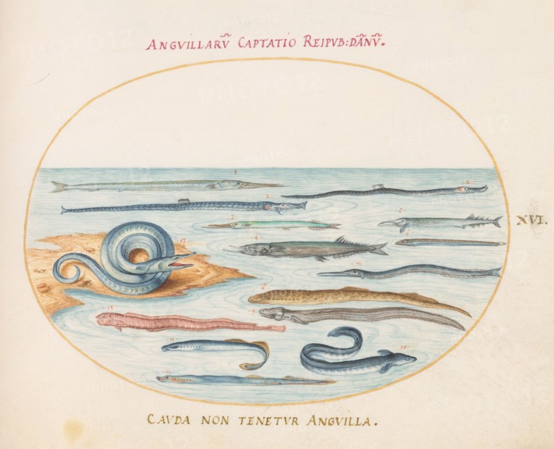 Animalia Aqvatilia et Cochiliata (Aqva): Plate XVI, c. 1575/1580.